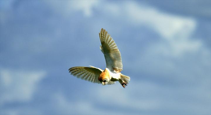 fmslideshow
