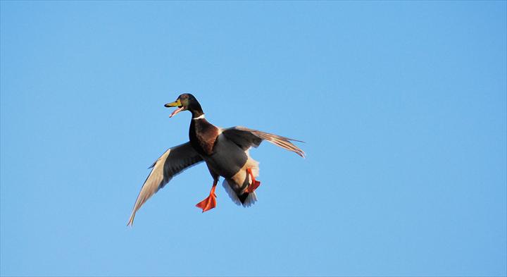fmslideshow
