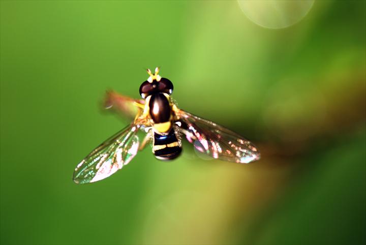 fmslideshow