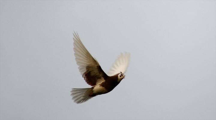 fmslideshow